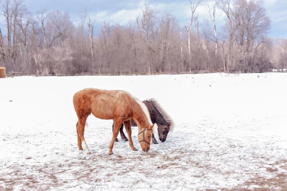 horses